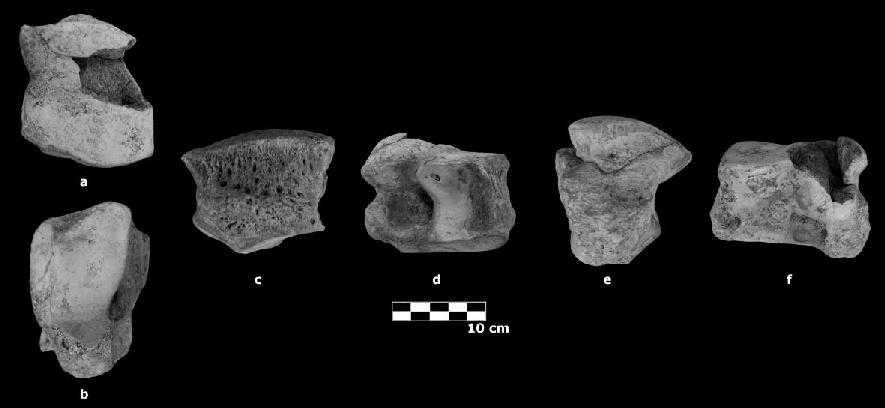 IV. Paleontología Sistemática Magno izquierdo Carpal casi completo, en buen estado de conservación, sólo presenta una pequeña fractura en la cara proximal.