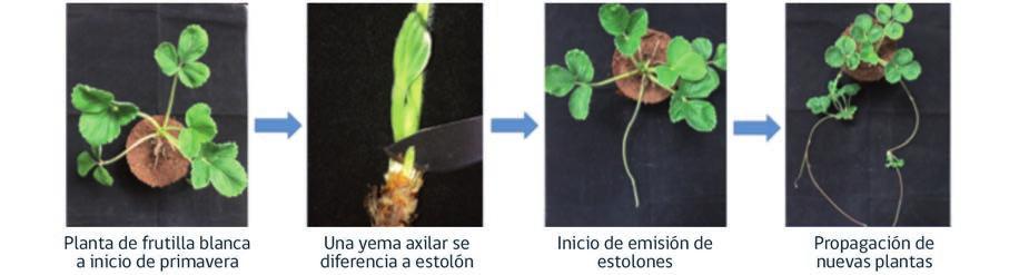 Figura 4.1. Etapas de la propagación vegetativa de frutilla mediante estolones.