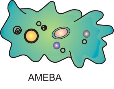 De acuerdo con esto existen dos grandes grupos de seres:! Organismo unicelulares: Tienen una sola célula que desempeña todas las funciones vitales: Ej.: Amebas, bacterias, etc.