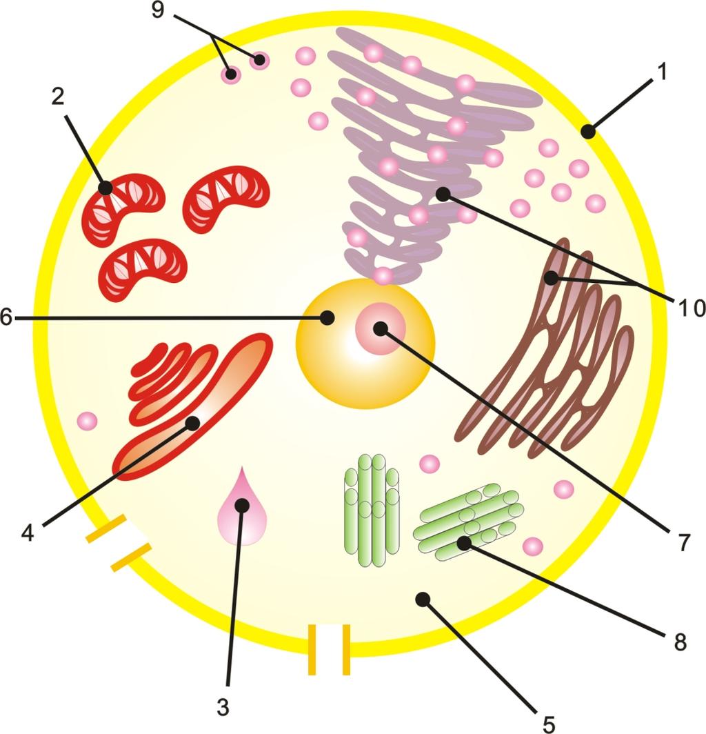 LA CÉLULA ANIMAL: La célula animal está conformada por los siguientes organelos o partes celulares: 1. Membrana Celular: es el límite externo de la célula.