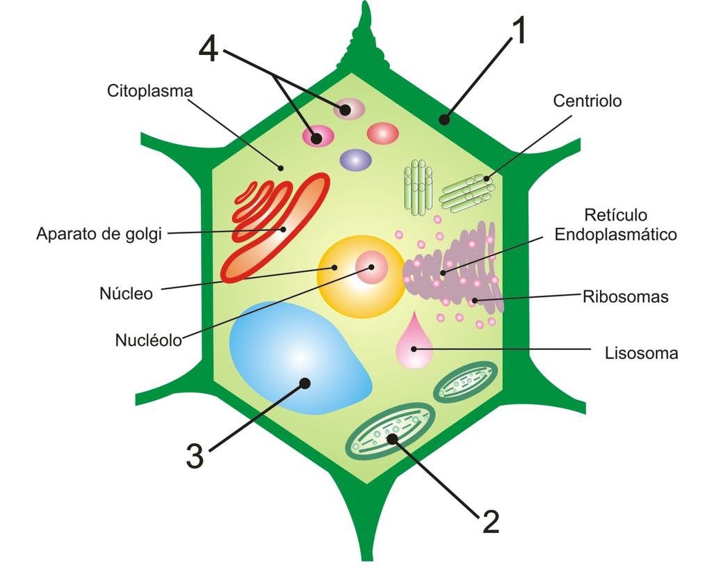 CÉLULA VEGETAL Las células vegetales contienen muchas de las partes ya vistas para la célula animal, sin embargo, estas pueden distinguirse de las animales por la forma, espesor y constitución de la