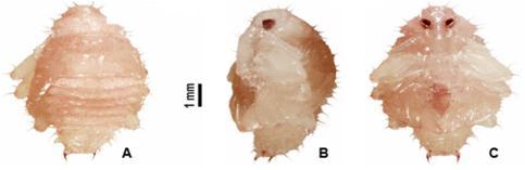 La espermateca tiene una ornamentación que forma un pico esclerosado en su extremo anterior, y un crecimiento tubular en su unión con el conducto espermático (Figura 4 E). Macho. Genitalia.