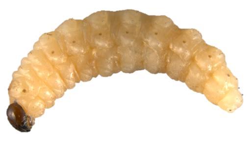 Conotrachelus perseae Larva Cuerpo de color blanco amarillento, mide en promedio 10 mm de longitud, de cuerpo carnoso, ápoda, con la capsula cefálica obscura (Figura 5) [CESAVEG, 2005; DGSV, 2012].