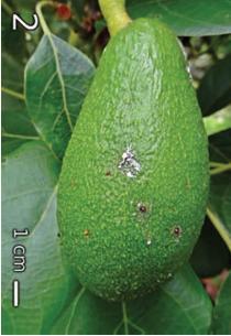 perseae, con presencia simultánea de todos los estados biológicos durante todo el año, detectándose en sincronía con la etapa de maduración del fruto,
