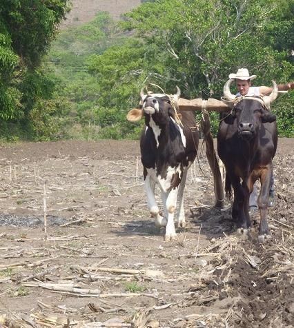 sobre la situación en el campo de los cultivos priorizados para la seguridad alimentaria y nutricional en Guatemala, principalmente maíz y frijol.