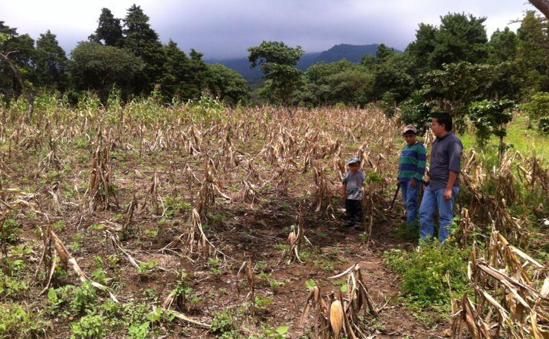 FOTOGRAFÍA 1 En las partes altas del altiplano ya se encuentran establecidas las plantaciones de maíz y frijol; en áreas con altitud debajo de los 1,200 metros, las familias sembrarán en la segunda