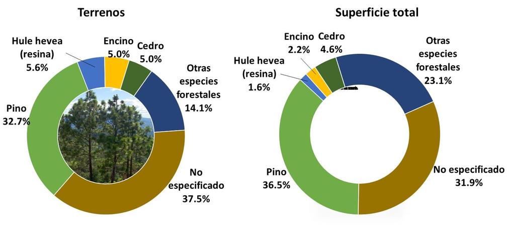 De los 62,873 terrenos que reportaron tener como actividad principal la forestal, en el 32.7% se explota el pino, siguiéndole en orden de importancia la resina con 5.