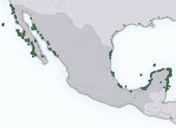 Áreas con lechos de pastos marinos en México Fuente: Riosmena et al., 2014. Base de datos de los pastos marinos mexicanos. México, snib-conabio. Tabla 2.
