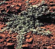 Recomendaciones control malas hierbas Especie Amaranthus blitoides Bledo