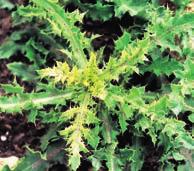 Recomendaciones control malas hierbas Especie COMPUESTAS: Cirsium arvense Cardo
