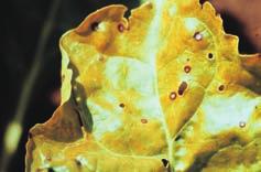 Tratamiento de plagas y enfermedades Adversidad Tipo de muestreo Umbrales Medidas de intervención (kg o L) CERCOSPORA Cercospora beticola Presencia (Sí/No) de nuevas manchas en hojas.