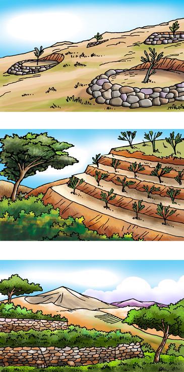 11 Prácticas biofísicas de conservación de suelos y agua A continuación se mencionan los tipos de terrazas más utilizados: Terrazas individuales Terrazas angostas Terrazas individuales: son pequeñas