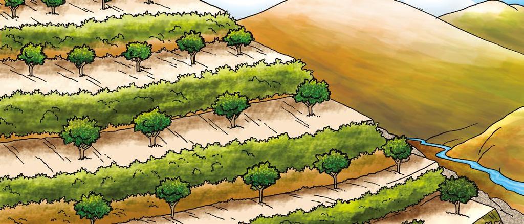3 Prácticas biofísicas de conservación de suelos y agua Qué son los cultivos en fajas? Los cultivos en fajas son una alternativa para detener el proceso erosivo causado por el agua y el viento.
