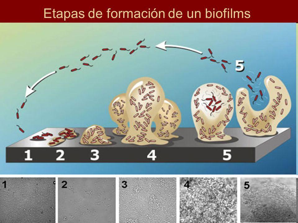 BIOFILM: Formación 1. Absorción 5. Difusión celular 2.