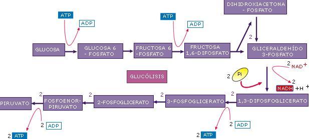 D) Reaccions energètiques 8 La glucosa s incorpora a les vies catabòliques directament de la dieta A) procedent de la reducció de disacàrids o polisacàrids B) procedent de l oxidació de disacàrids o