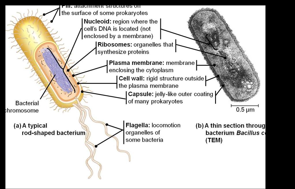 10 Un pilus sexual está codificado por los genes en el plásmido R. Slide 37 / 111 Verdadero Falso 11 Las bacterias que tienen plásmidos R pueden causar enfermedades en animales debido a que ellas.