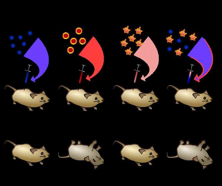 lick aquí para ver una animación de la transformación Evidencia que el N puede transformar bacterias Slide 83 / 111 El descubrimiento del rol genético del N comenzó con Frederick Griffith