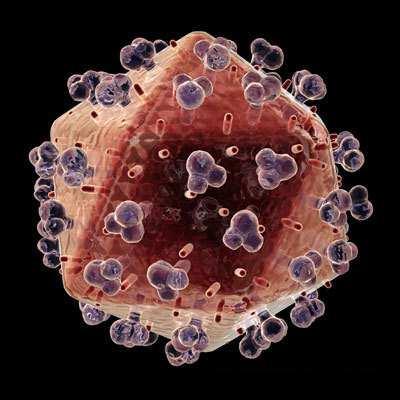 Qué es un Virus? Slide 91 / 111 Los virus son pequeñas partículas no vivas que infectan a los organismos vivos. Ellos no son considerados como seres vivos por 3 razones.