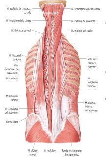 MULTÍFIDO : Cada fascículo surge desde: Hueso sacro: De la parte posterior del sacro, partiendo desde el cuarto agujero sacro posterior, desde la aponeurosis de origen del músculo erector de la