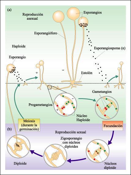 La reproducción sexual se realiza en tres fases: 1. Plasmogamia: el núcleo haploide de una célula donadora (+) penetra en el citoplasma de una célula receptora (-). 2.