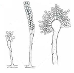 Conidiosporas Conidiosporas Conidiosporas Esporas exógenas ( reproducción asexual interna) Se forman en la punta o costados de hifas llamadas conidióforos Diversos tipos: artrosporas,