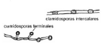 Clamidiosporas Conidias formadas cuando la celula de una hifa intercalar o apical crece, se redondea y forma una pared delgada.