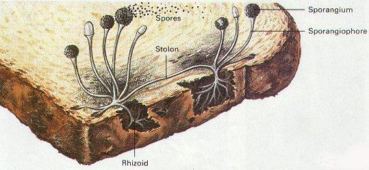 Zigomycota Micelio cenocítico (citoplasma nucleado) Reproducción sexual: Zigosporas (formadas de dos gametangios) Zigosporangio (estructuras