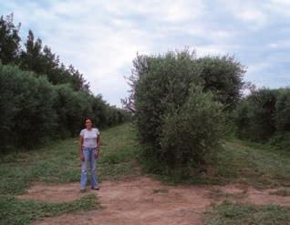 Las variedades de olivo son parcialmente autoestériles, esto quiere decir, que el polen de algunas variedades tiene dificultades para fecundar óvulos de flores de la misma variedad, en comparación