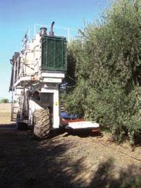 no siempre cumple con los parámetros exigidos por el Consejo Oleícola Internacional (COI) para el aceite de oliva virgen extra.