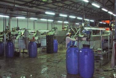 Foto 11. Moderna planta de aderezo de aceituna en Aimogasta (La Rioja). vende a granel, siendo EE.UU. el principal destino de la producción (40%), seguido de Brasil (25%).