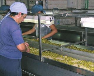 000 t a principios de los 90, principalmente de la variedad Arauco, aderezadas fundamentalmente en verde y, en menor medida, en negro natural. En 2007/08 la producción alcanzó 100.
