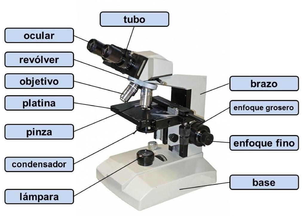 Repasemos las partes de un microscopio para laboratorio