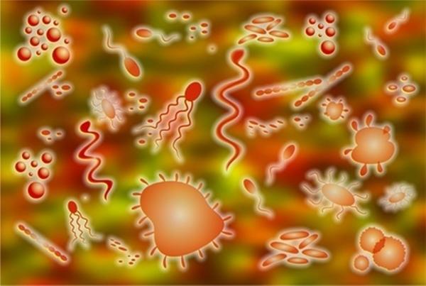 las bacterias, una gran variedad de virus,