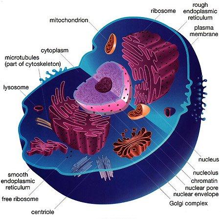 CÉLULA FLUÍDO INTRACELULAR: CYTOSOL O CYTOPLASMA 70% volumen de la célula 66% agua del