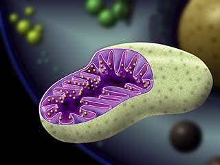 Características Mitocondrias Su tamaño varía entre 0.