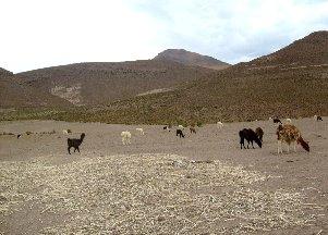 Zonas de estudio Canquella La comunidad de Canquella se caracteriza por la producción de quinua y camélidos.