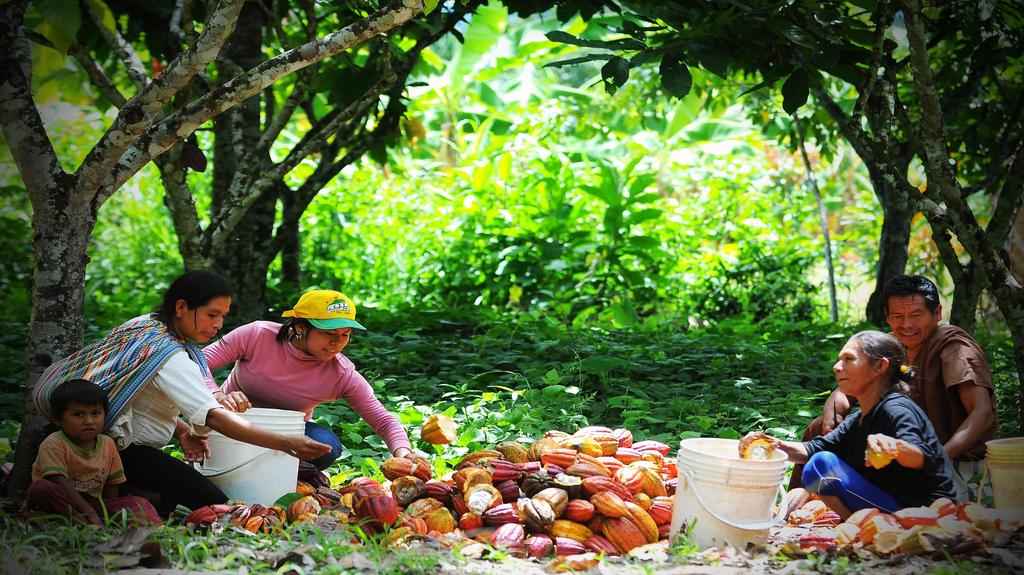 REGION CUSCO Producción y Comercialización de Grano Seco de Cacao Orgánico de la Asociación Agroforestal Ecológico Rio Las Piedras Comunidad Puerto Lucerna Beneficiarios: 40 familias (200