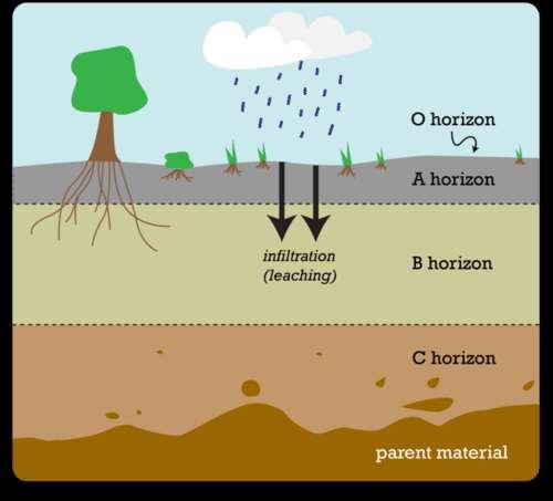 Horizontes del suelo Horizonte A: primera capa y en ella se acumula la materia orgánica y se forma el Humus. Horizonte B de origen Mineral con sustancias orgánicas.