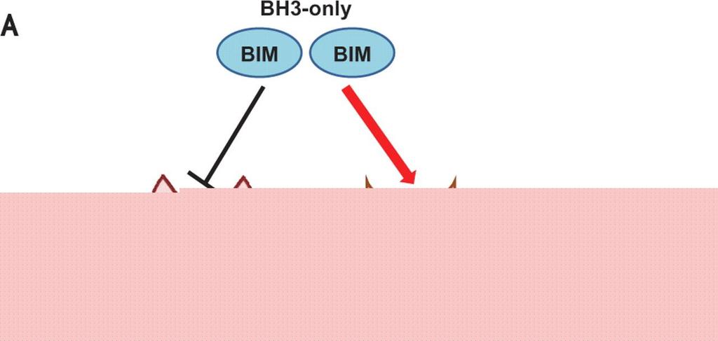 Role of BIM important in apoptotic mechanism in cells that depend on survival in targeted treatment BIM (BH3 only protein): activates cell death by opposing the function of