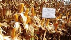 El objetivo que persigue el experimento es evaluar el efecto del NPK + Magnesio, Azufre y Zinc añadidos mediante fertilizantes compuestos, en la producción de granos de maíz amarillo duro.