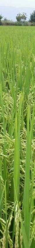 Fertilización balanceada con zinc en la producción y calidad de granos de arroz (Oryza sativa L.