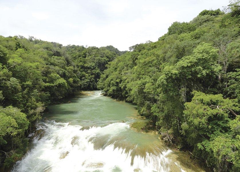 Las selvas tropicales húmedas de Chiapas son el hábitat del corazón azul (D. stevensonii ), una especie que se distribuye en México, Guatemala y Belice. Foto: Gabriel Arroyo Colsutchi Página opuesta.
