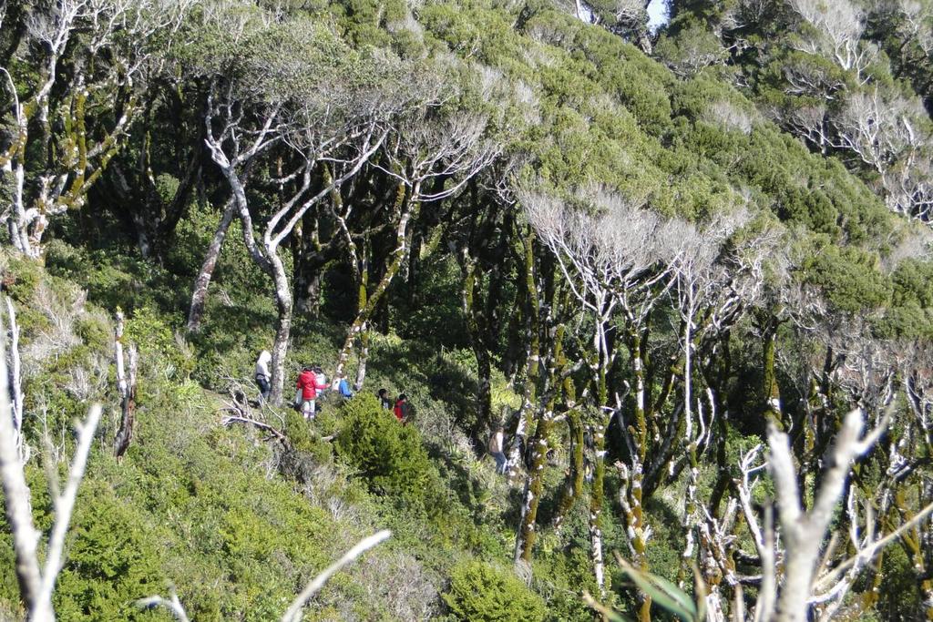 Bosque de Olivillo costero (Aextoxicon punctatus) Estos bosques presentan una gran cantidad de epífitas, entre ellas la bromelia Chupalla (Fascicularia bicolor), Medallita (Sarmienta repens) y los