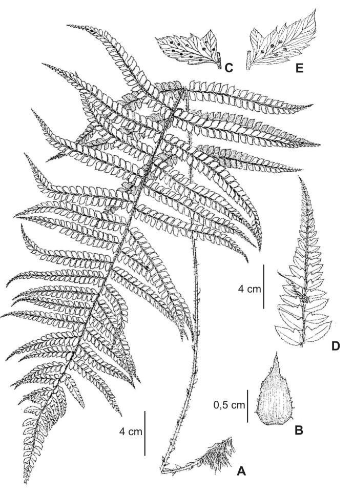 M. Ponce & O. G. Martínez Dryopteridaceae 19 Lám. 4. Polystichum montevidense (Spreng.) Rosenst.
