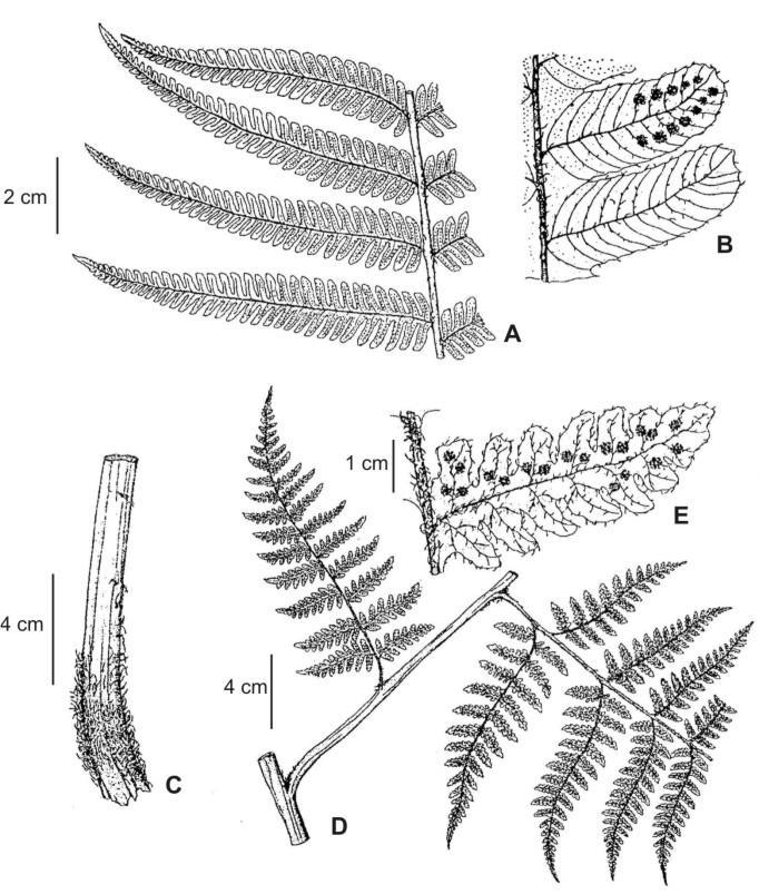 8 Flora del valle de Lerma Lám. 1. Ctenitis submarginalis (Langsd. & Fisch.) Ching. A, parte media de la lámina; B, detalle de segmento sobre lado abaxial, mostrando nervaduras y soros.