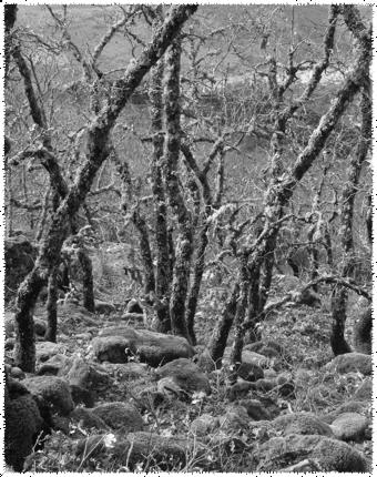 Quercus pyrenaica También llamados rebollares, o robledales en Andalucía y Castilla Arbusto grande o árbol mediano (10-15 m).