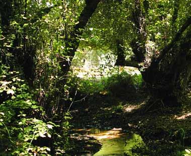 aguas arriba, con una anchura de aproximadamente 200 metros. La dehesa del Chapatal, compuesta por alcornoques (Quercus suber), es la que la rodea a ambos lados.