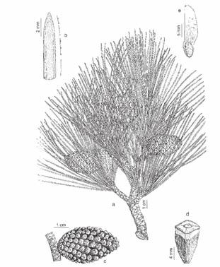 HÁBITAT 9530*: PINARES SUD-MEDITERRÁNEOS DE PINOS NEGROS ENDÉMICOS El Pinus nigra, conocido comúnmente como pino blanco, pino salgareño o pino laricio, es un árbol de hasta 40 m.