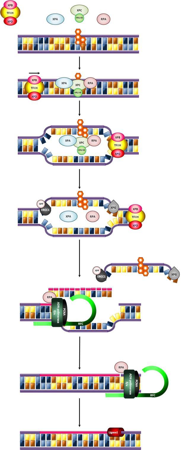 Figura 4, resumen esquemático del mecanismo de reparación del ADN por escisión de un nucleótido (NER).