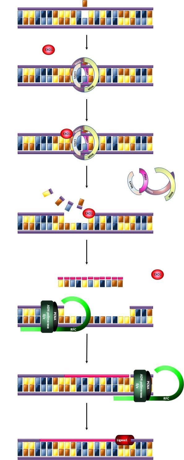 Figura 5, resumen esquemático del mecanismo de reparación del ADN por desapareamiento (mismatch repair).